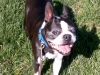 Bogey Hamann on walk.jpg