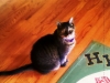 Miss Kitty.jpg